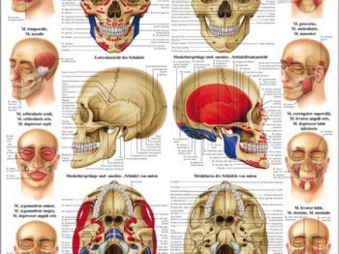 Anatomische Tafel