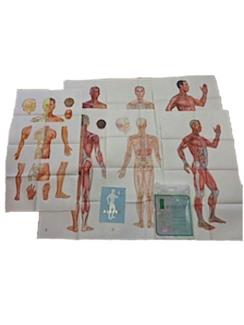 Charts of Acupuncture Points and Meridians. Chinese Edition. Wandkarten der Akupunkturpunkte und Meridiane