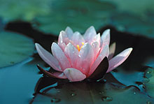 Seerose