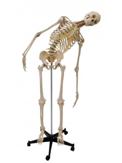 Flexibles Homo-Skelett, ca. 180 cm, inkl. Stativ