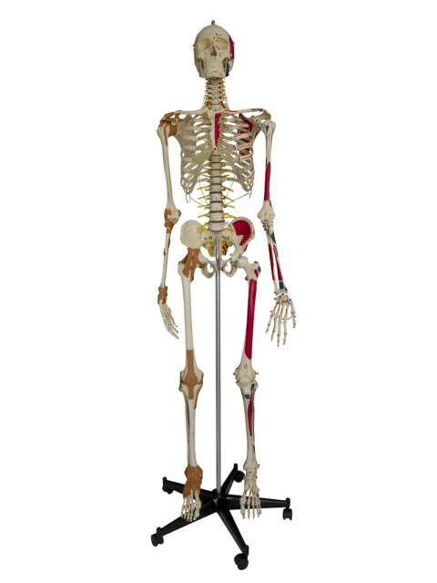 Homo-Super-Skelett mit sechs Gelenksbändern, ca. 180 cm, inkl. Stativ