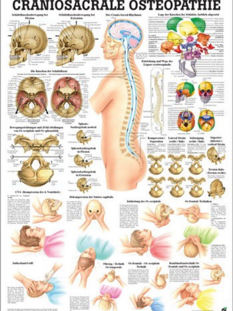 Anatomische Lehrtafel - Craniosacrale Osteopathie, 70 x 100cm laminiert