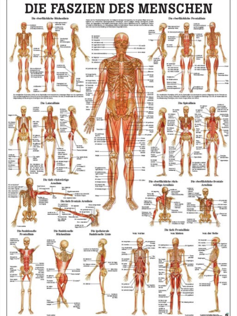 Die Faszien des Menschen, 70x100cm