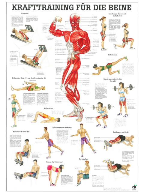 Krafttraining für die Beine, 24x34 cm
