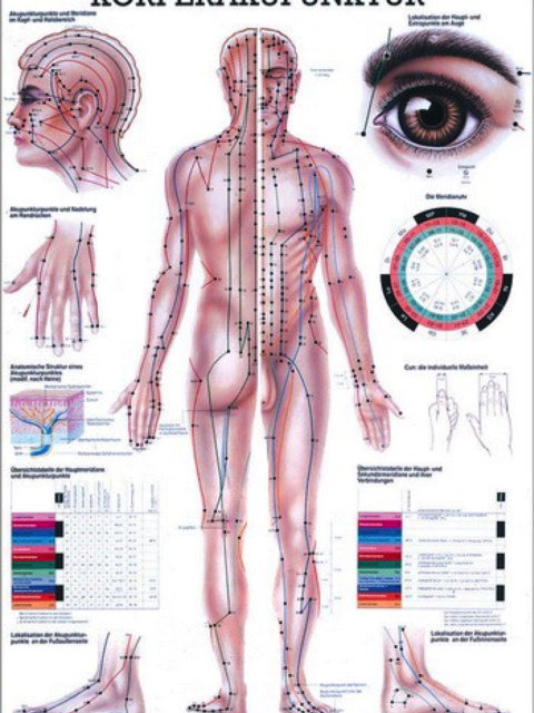 Lehrtafel Körperakupunktur 70x100 cm, laminiert