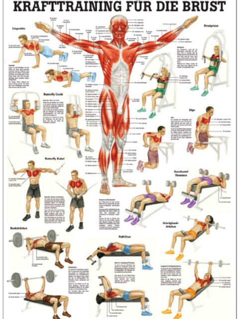 Krafttraining für die Brust, 24x34 cm