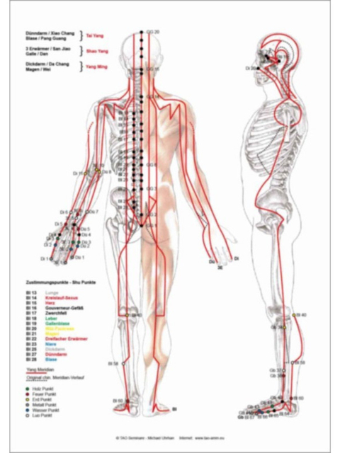 Plakat Meridiane Dorsal DIN A 2