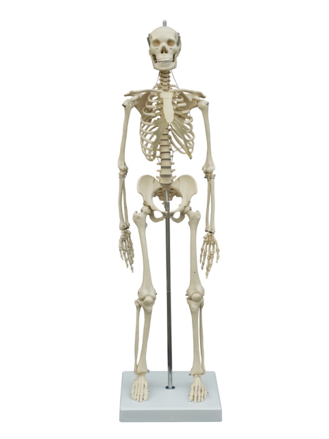 Mini-Skelett, ca. 65 cm, auf Stativ