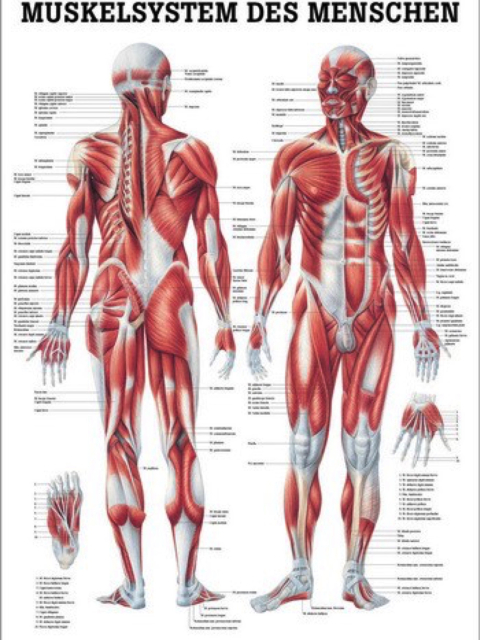 Lehrtafel Muskelsystem/Muscular System, 50 x 70 cm