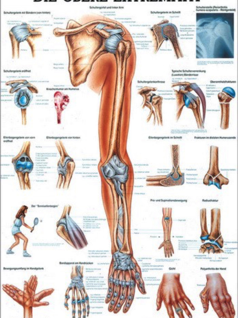 Mini-Poster - Obere Extremität