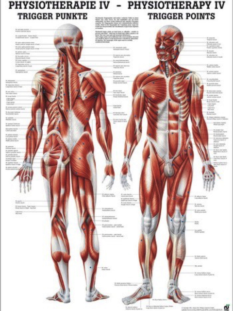 Lehrtafel Physiotherapie 4 - Trigger Punkte, 50 x 70 cm laminiert