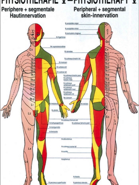 Mini-Poster - Physiotherapie 5 - Periphere und segmentale Hautinnervation