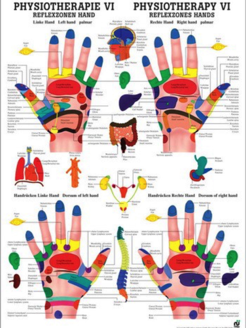 Mini-Poster - Physiotherapie 6 - Reflexzonen Hand 34 x 24 cm