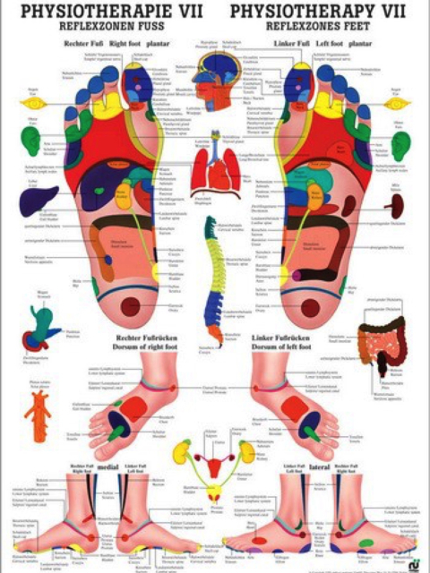 Lehrtafel Physiotherapie 7 - Reflexzonen Fuss, 50 x 70 cm