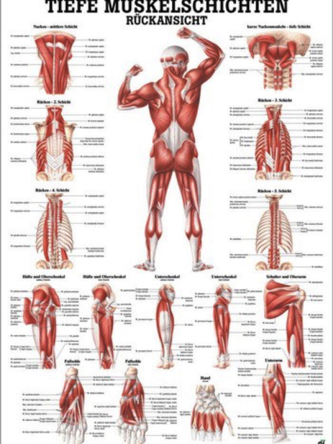 Lehrtafel Tiefe Muskelschichten Rückenansicht, 70 x 100 cm laminiert