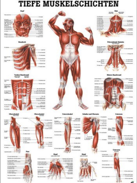 Lehrtafel Tiefe Muskelschichten von vorne, 50 x 70cm