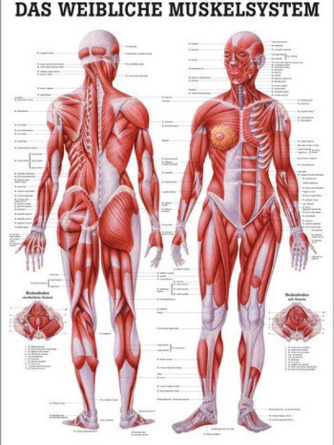 Lehrtafel Das weibliche Muskelsystem, 70 x 100 cm laminiert