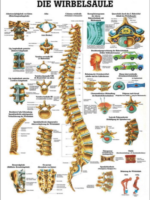 Lehrtafel Die Wirbelsäule/Human Spine, 50 x 70 cm