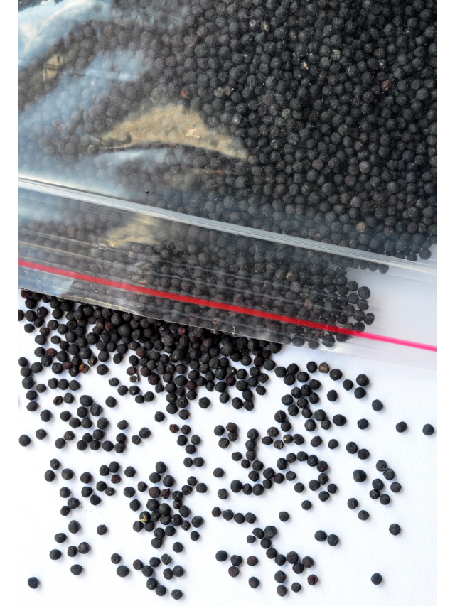 Vaccaria Samen im 100g Beutel, Ohrakupressur