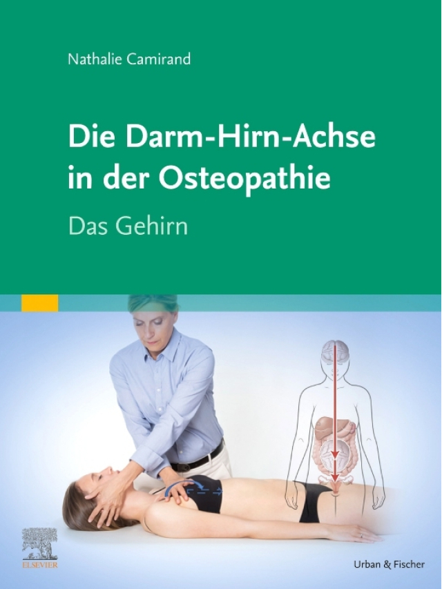 Die Darm - Hirn - Achse in der Osteopathie. Das Gehirn