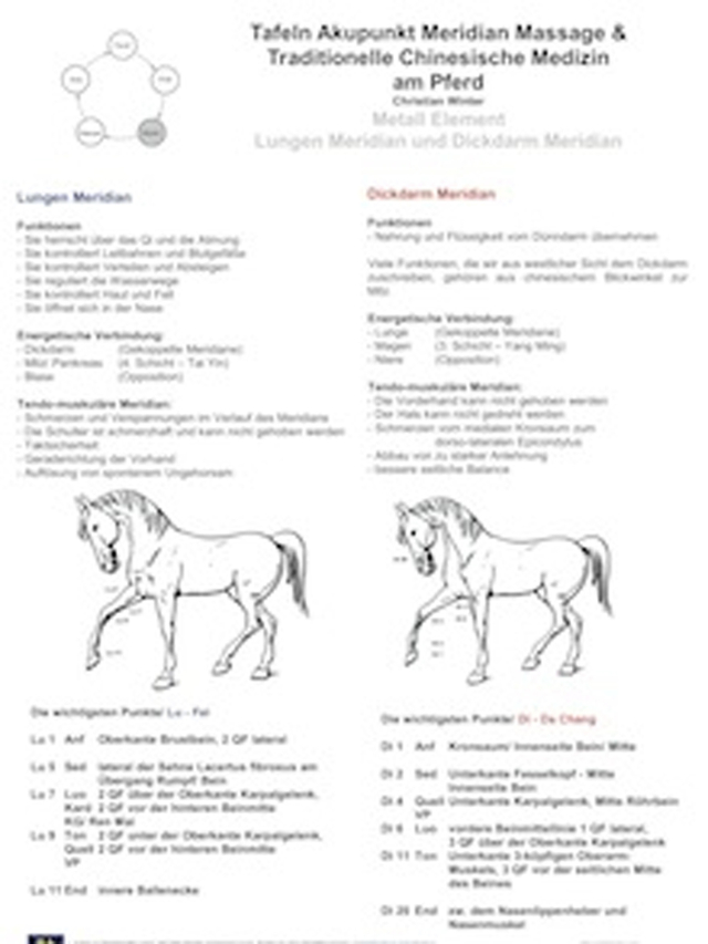 Metall Element. Lungen und Dickdarm Meridian. AMM und TCM am Pferd