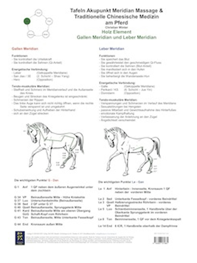 Holz Element. Gallen und Leber Meridian. AMM und TCM am Pferd
