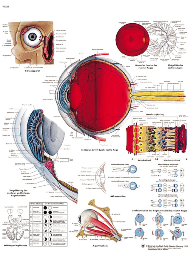 Das menschliche Auge, 50 x 67cm, Posterformat