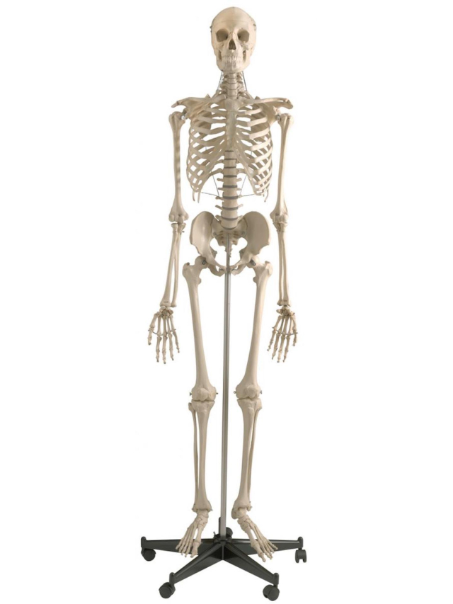 Homo-Skelett, ca. 180 cm, inkl. Stativ