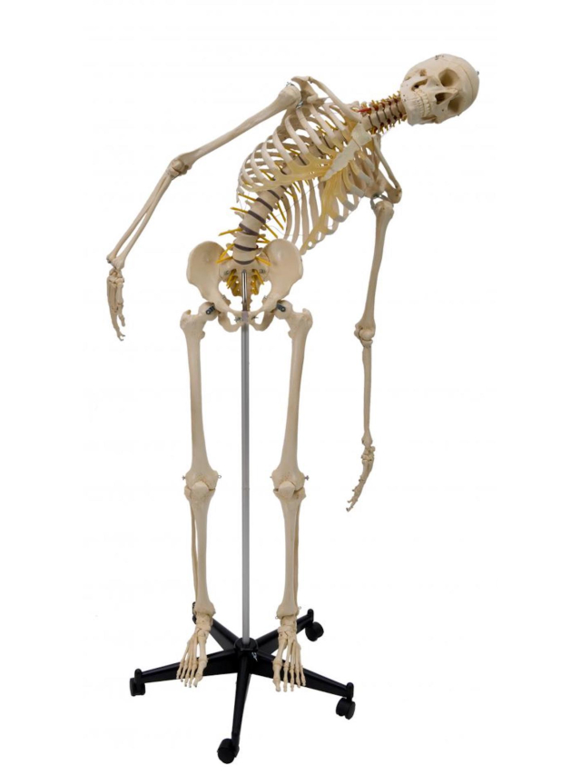 Flexibles Homo-Skelett, ca. 180 cm, inkl. Stativ