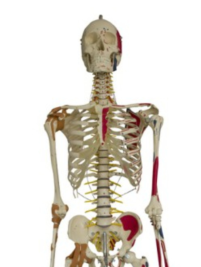 Homo-Super-Skelett mit sechs Gelenksbändern, ca. 180 cm, inkl. Stativ