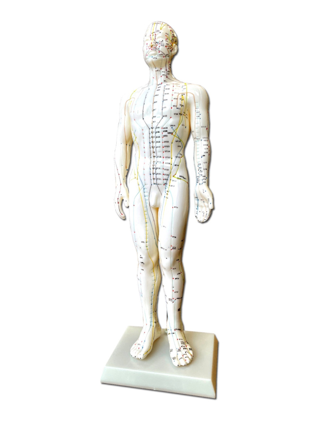 Akupunkturfigur männlich, ca. 50 cm