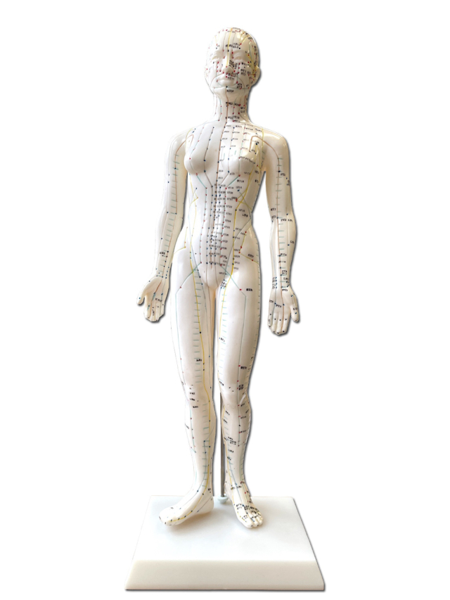 Weibliche Akupunkturfigur, ca. 48 cm