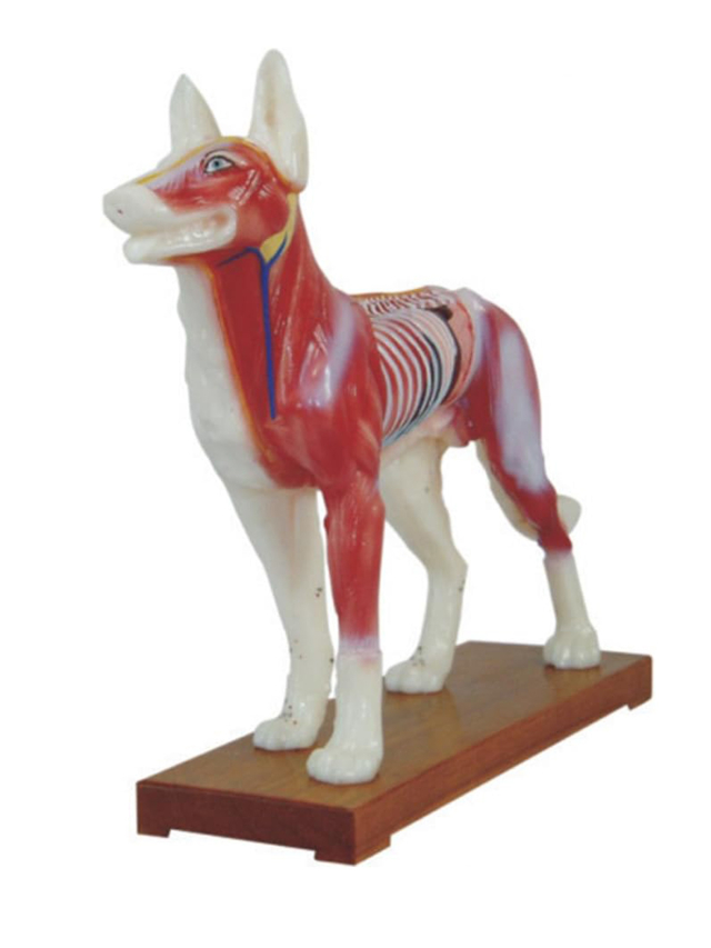 Akupunktur-Hund. Acupuncture Dog Model