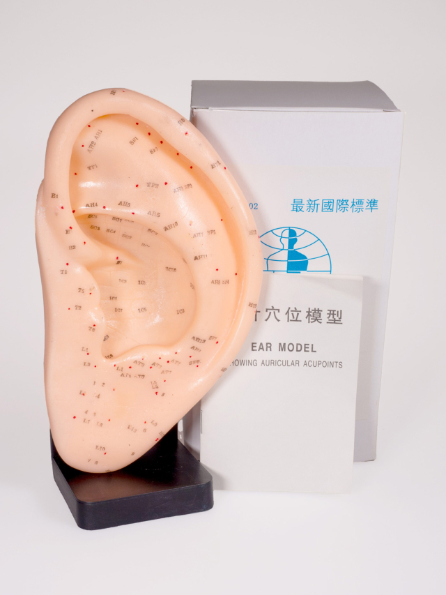 Großes Akupunktur Ohr auf Sockel, ca. 22 cm. Acupuncture Ear Model