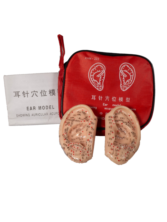 Kleine Akupunkturohren, links und rechts, ca. 7 cm. Acupuncture Ear Model