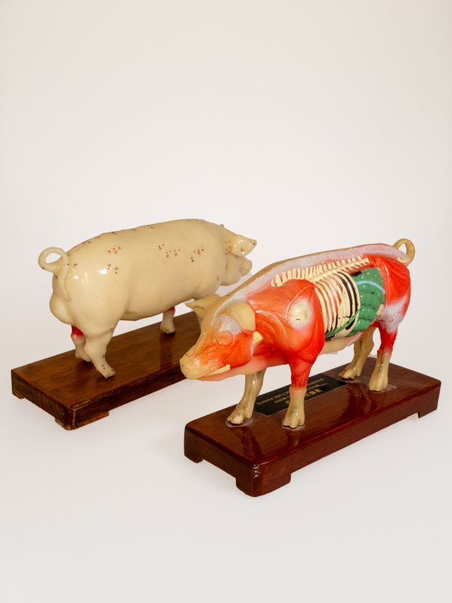 Akupunktur-Schwein. Acupuncture Pig Model