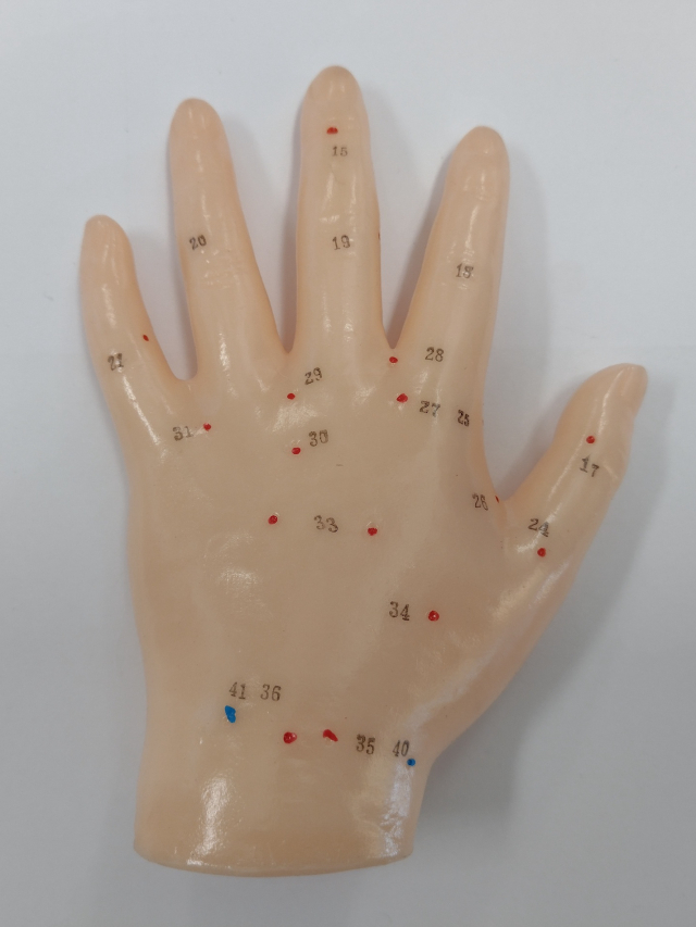 Akupunktur-Hand, ca.14 cm. Acupuncture Hand Model
