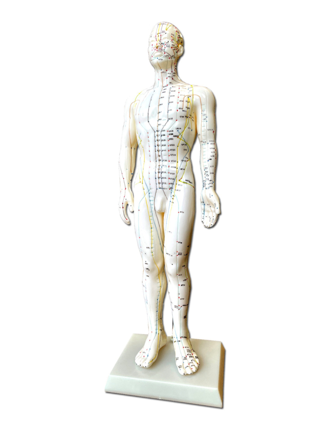 Akupunkturfigur männlich, ca. 60 cm