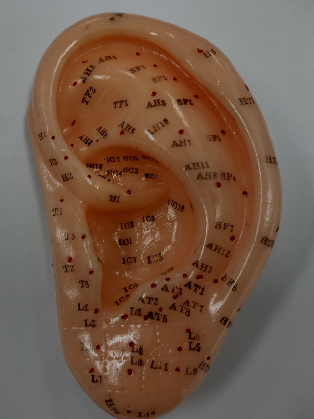 Akupunktur-Ohr ca.12,5 cm. Acupuncture Ear Model