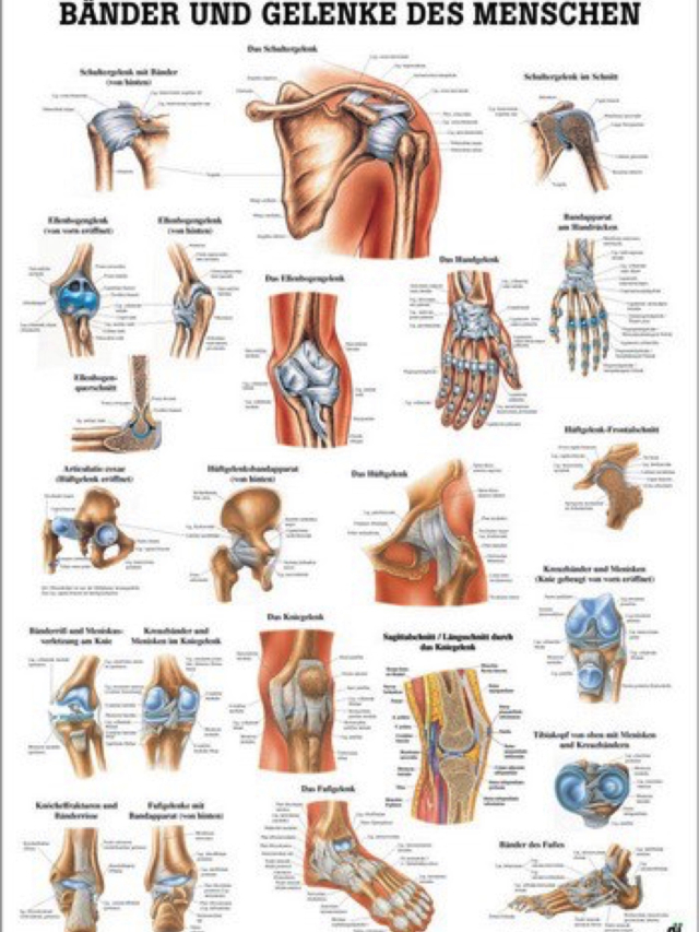 Lehrtafel Bänder und Gelenke, 70x100 cm