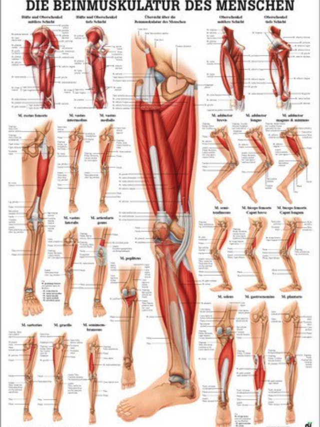 Mini-Poster - Beinmuskulatur des Menschen, 24 x 34 cm