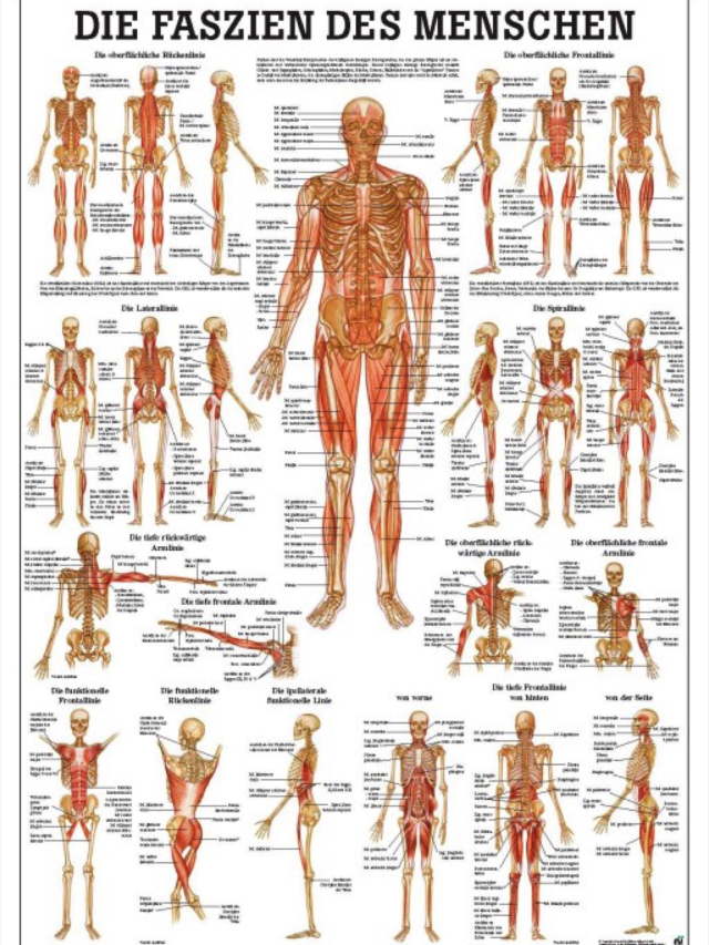 Die Faszien des Menschen, 70x100cm