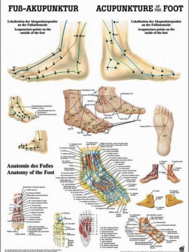 Lehrtafel Fuß-Akupunktur. Acupuncture of the Foot, deutsch/englisch, 50 x 70 cm