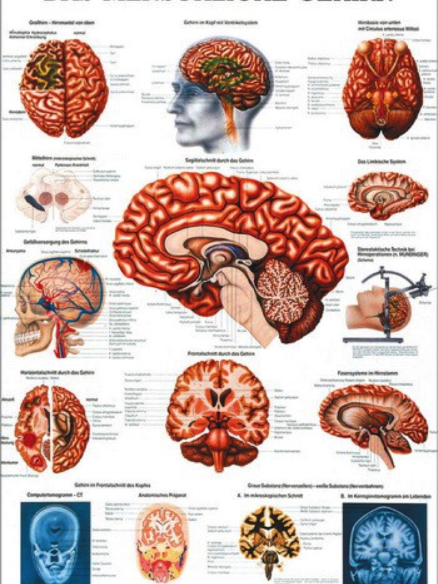 Mini-Poster - Das menschliche Gehirn