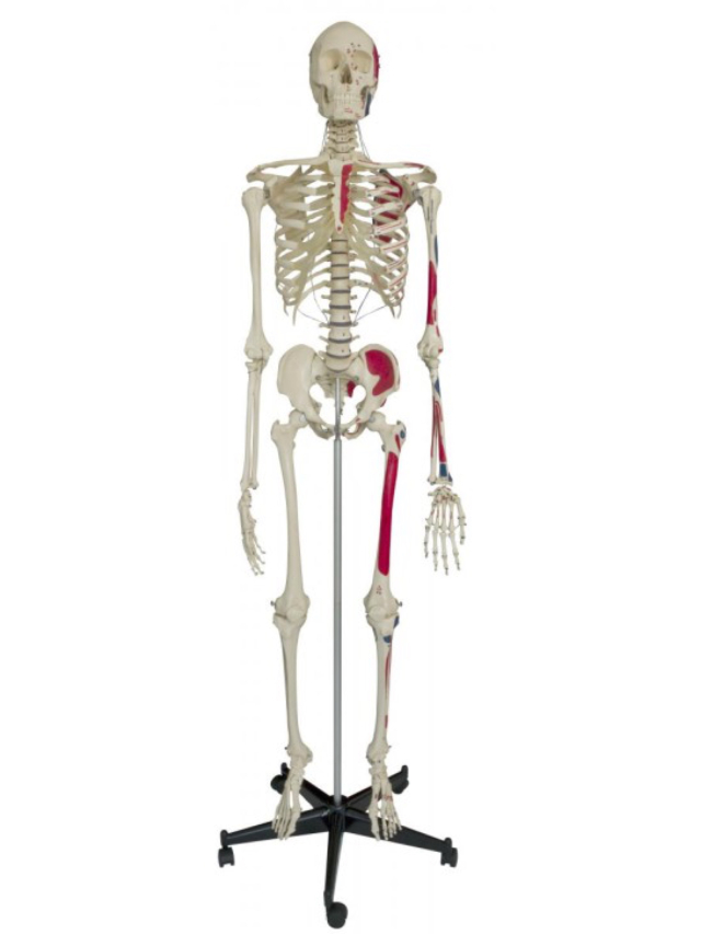 Homo-Skelett mit Muskel-Darstellung, ca. 180 cm, inkl. Stativ