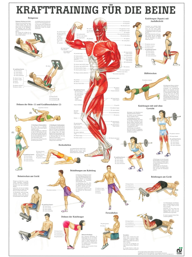 Krafttraining für die Beine, 24x34 cm