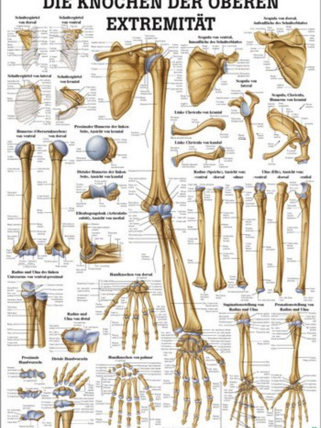 Anatomische Lehrtafel - Die Knochen der oberen Extremität, 70 x 100 cm