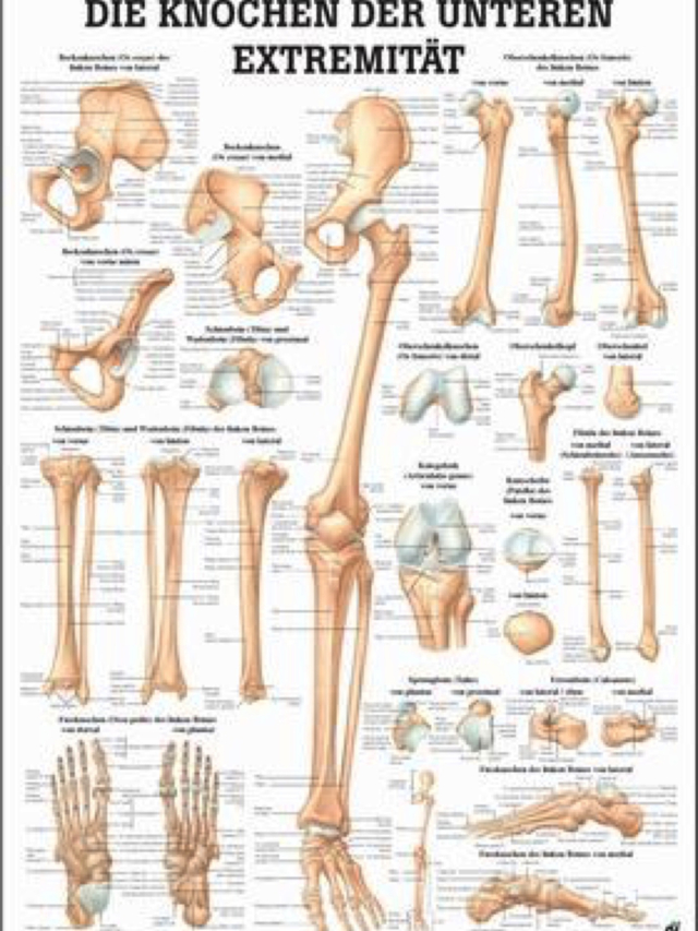 Mini-Poster - Knochen der Unteren Exträmität