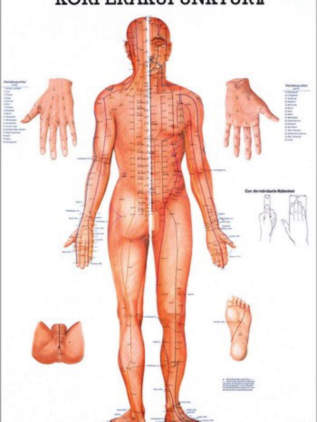 Lehrtafel Körperakupunktur II, 70x100 cm