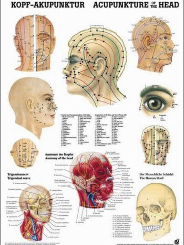 Lehrtafel Kopf-Akupunktur. Acupuncture of the Head, deutsch/englisch, 50 x 70 cm